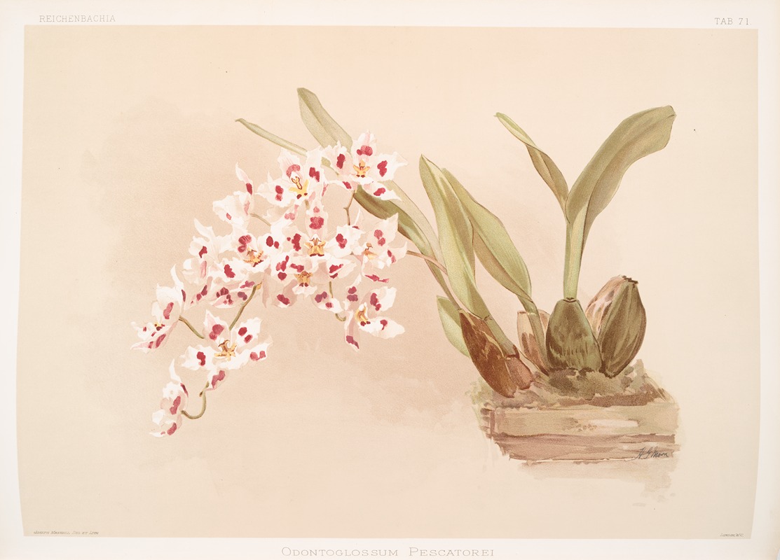 Odontoglossum pescatorei. — Frederick Sander