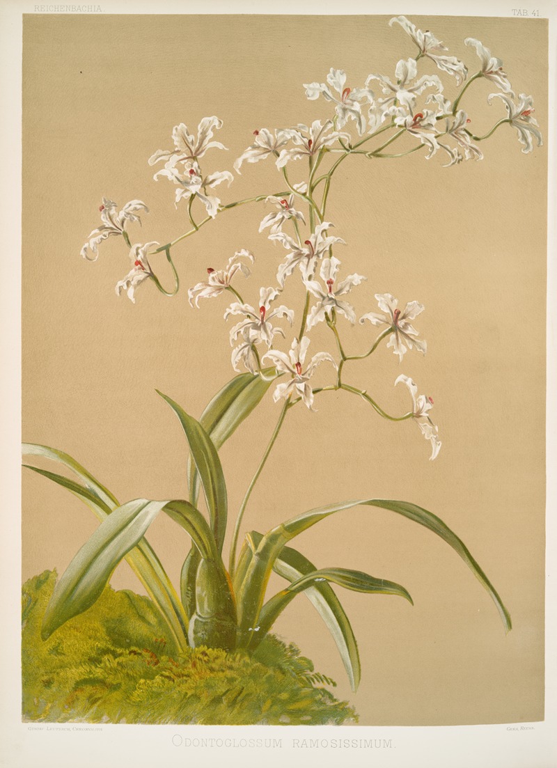 Odontoglossum ramosissimum. — Frederick Sander