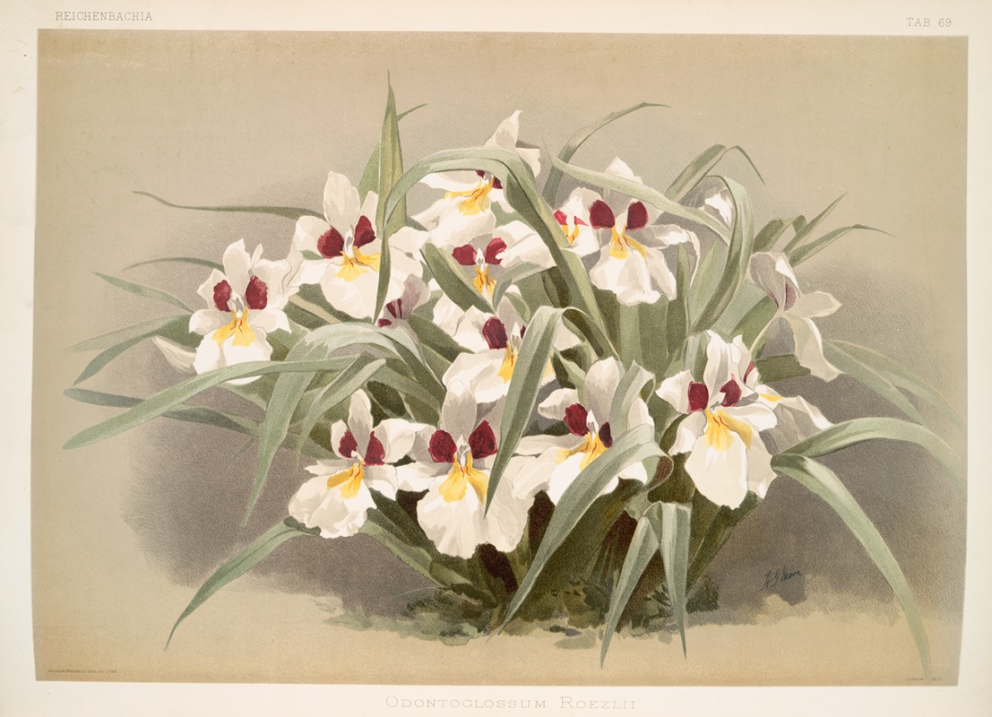 Odontoglossum roezlii. by Frederick Sander, 1888-1894 — digital art print download