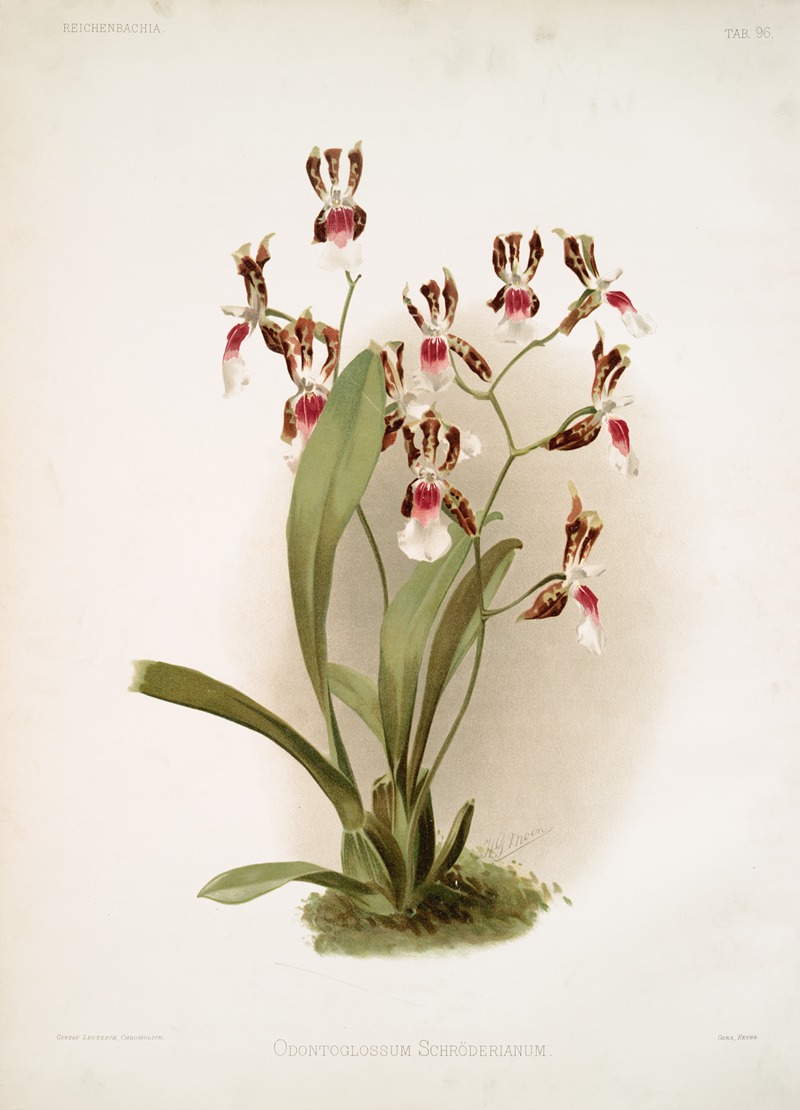 Odontoglossum schröderianum. — Frederick Sander