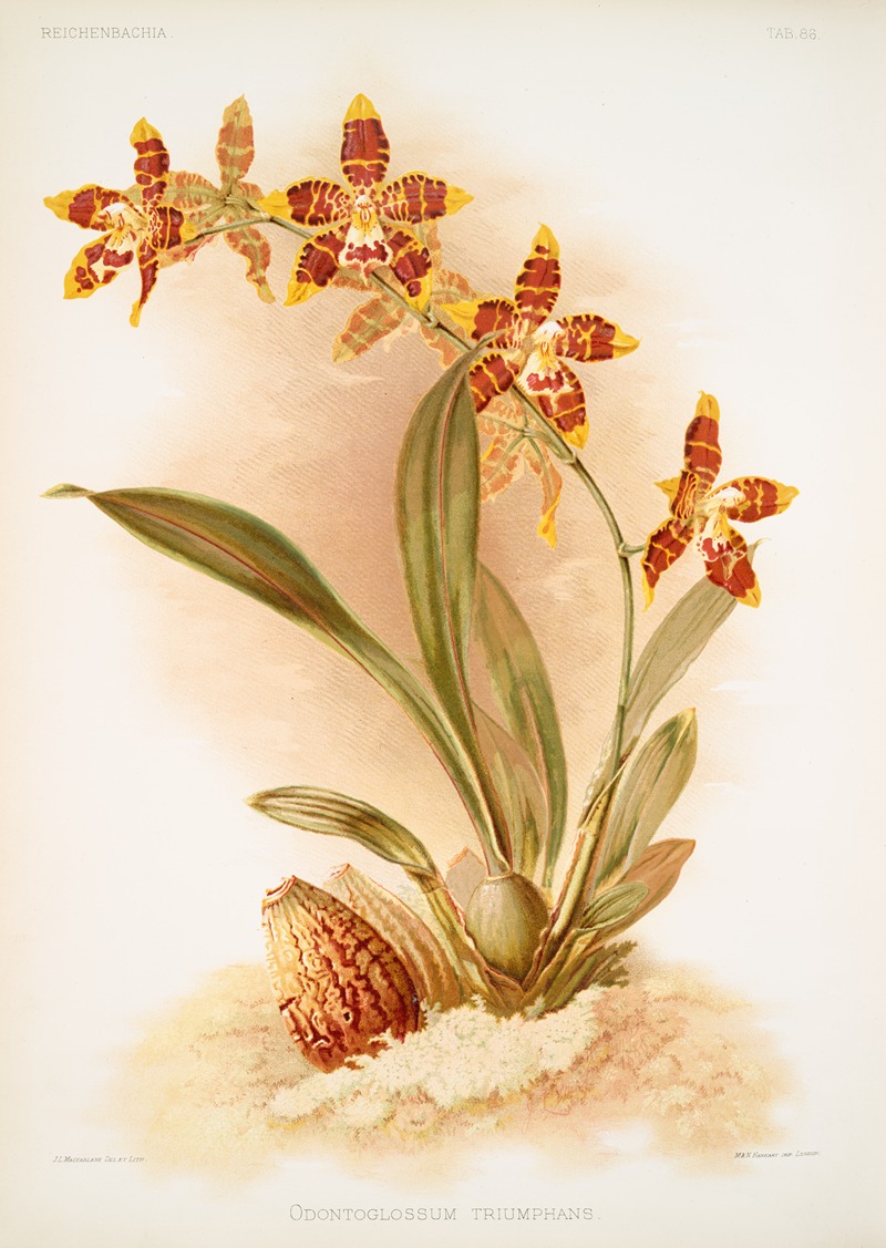 Odontoglossum triumphans. by Frederick Sander, 1888-1894 — digital art print download