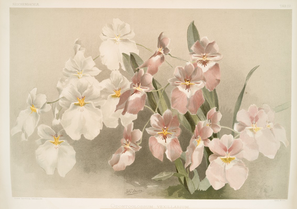 Odontoglossum vexillarium. — Frederick Sander