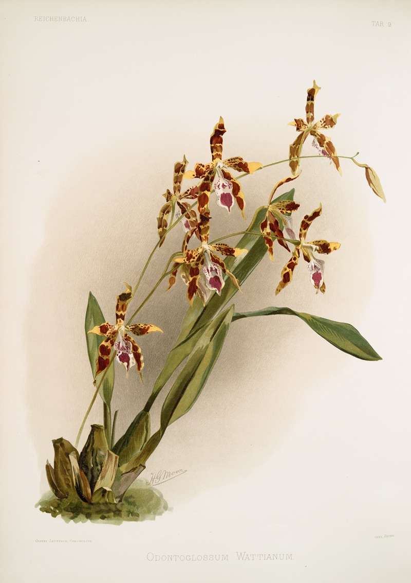 Odontoglossum wattianum. — Frederick Sander