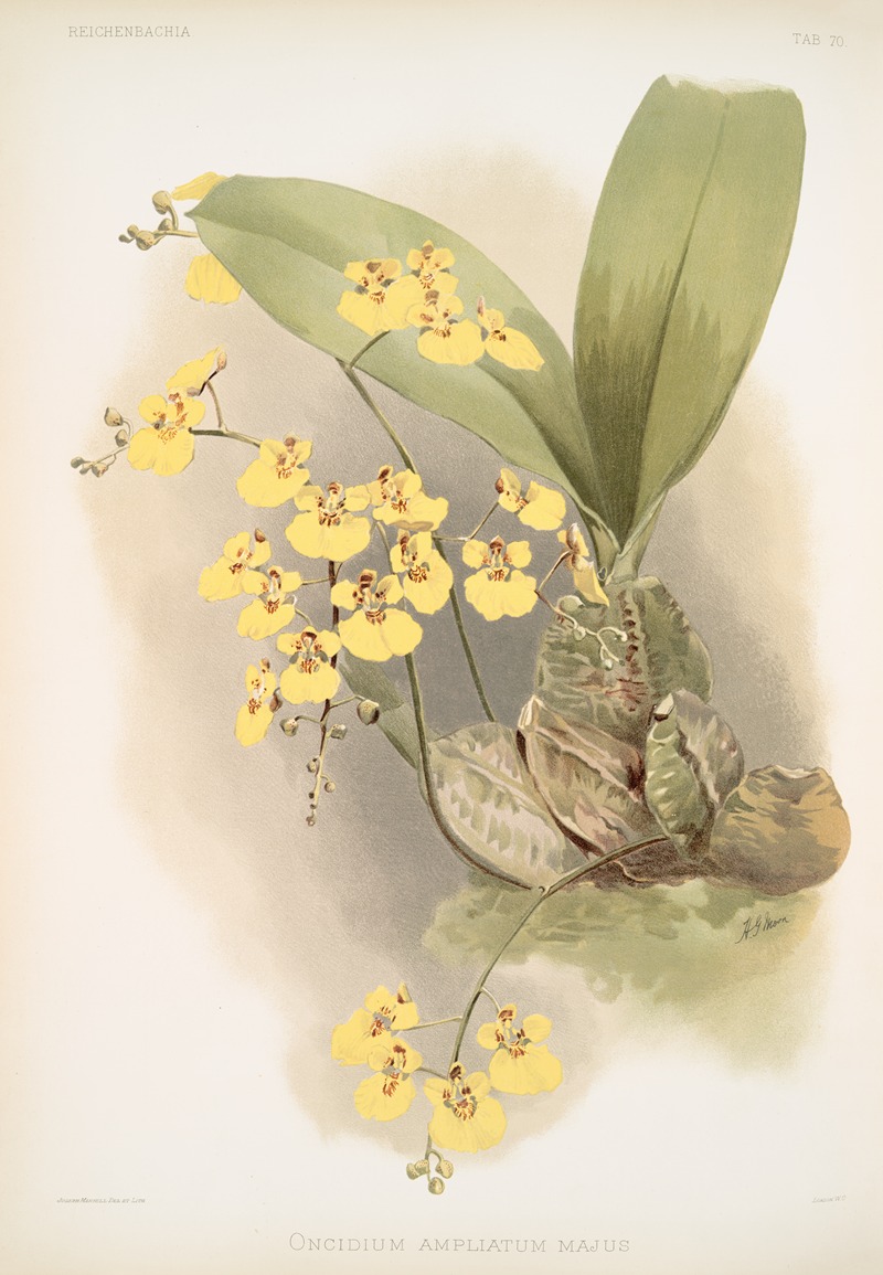 Oncidium ampliatum majus. by Frederick Sander, 1888-1894 — digital art print download