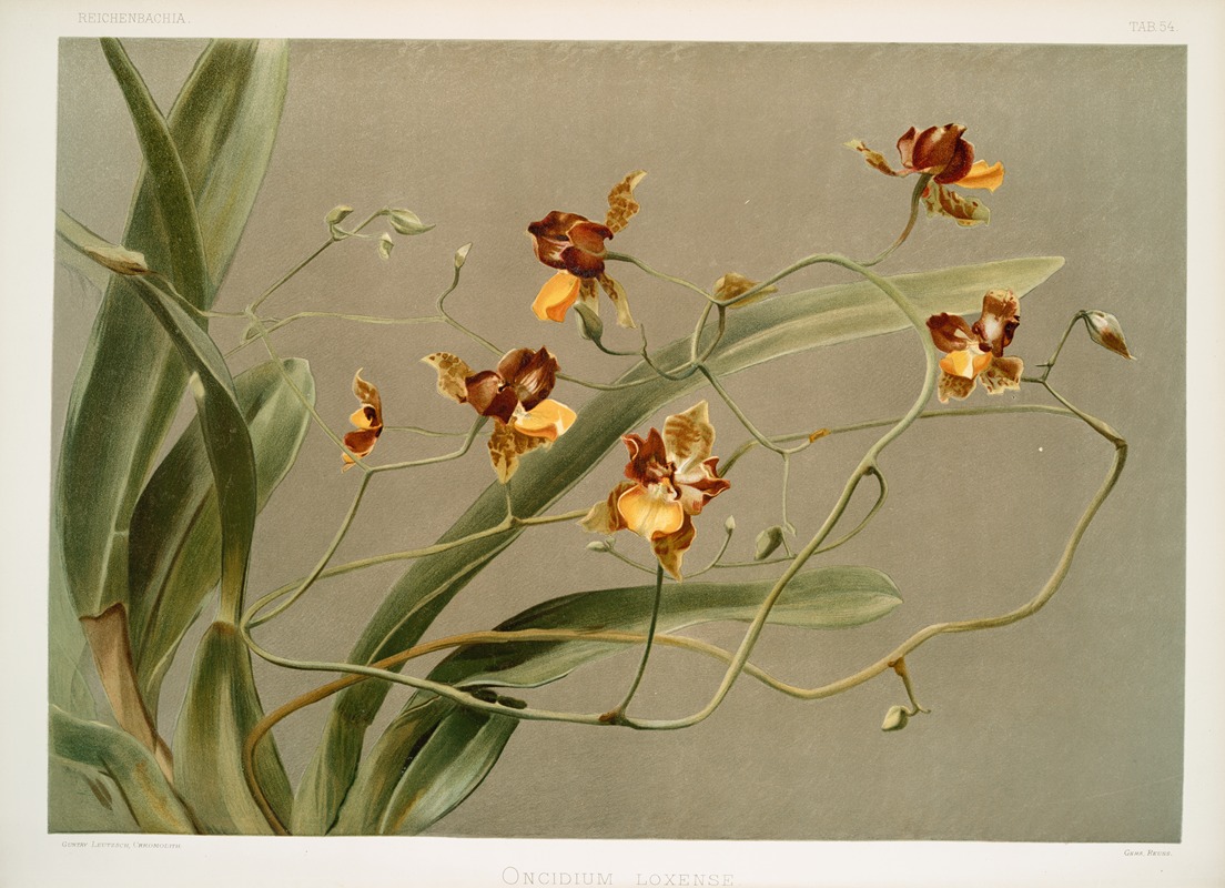 Oncidium loxense. by Frederick Sander, 1888-1894 — digital art print download