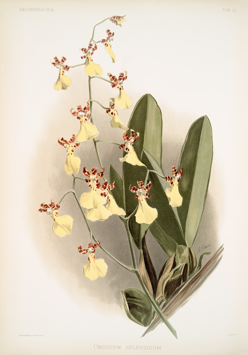 Oncidium splendidum. by Frederick Sander, 1888-1894 — digital art print download