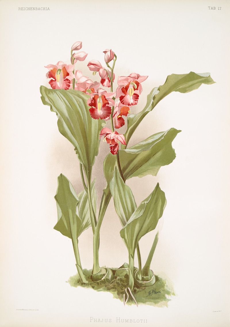 Phajus humblotii. by Frederick Sander, 1888-1894 — digital art print download