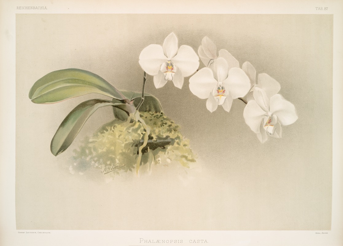 Phalænopsis casta. by Frederick Sander, 1888-1894 — digital art print download