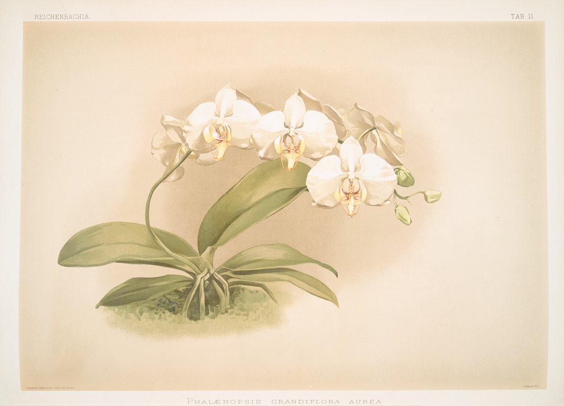 Phalaenopsis grandiflora aurea. by Frederick Sander, 1888-1894 — digital art print download