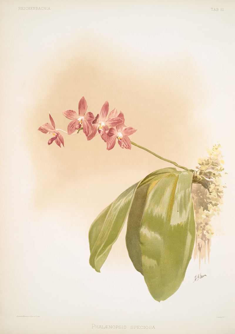 Phalænopsis speciosa. by Frederick Sander, 1888-1894 — digital art print download