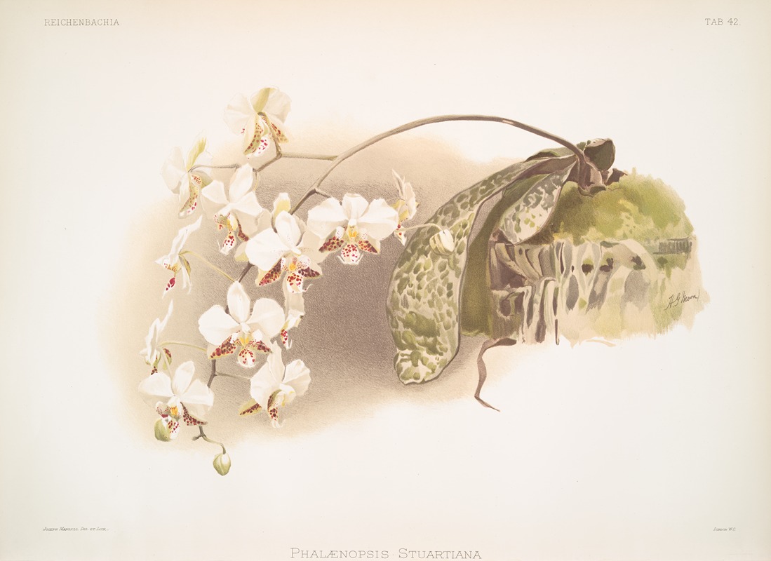 Phalaenopsis stuartiana. by Frederick Sander, 1888-1894 — digital art print download