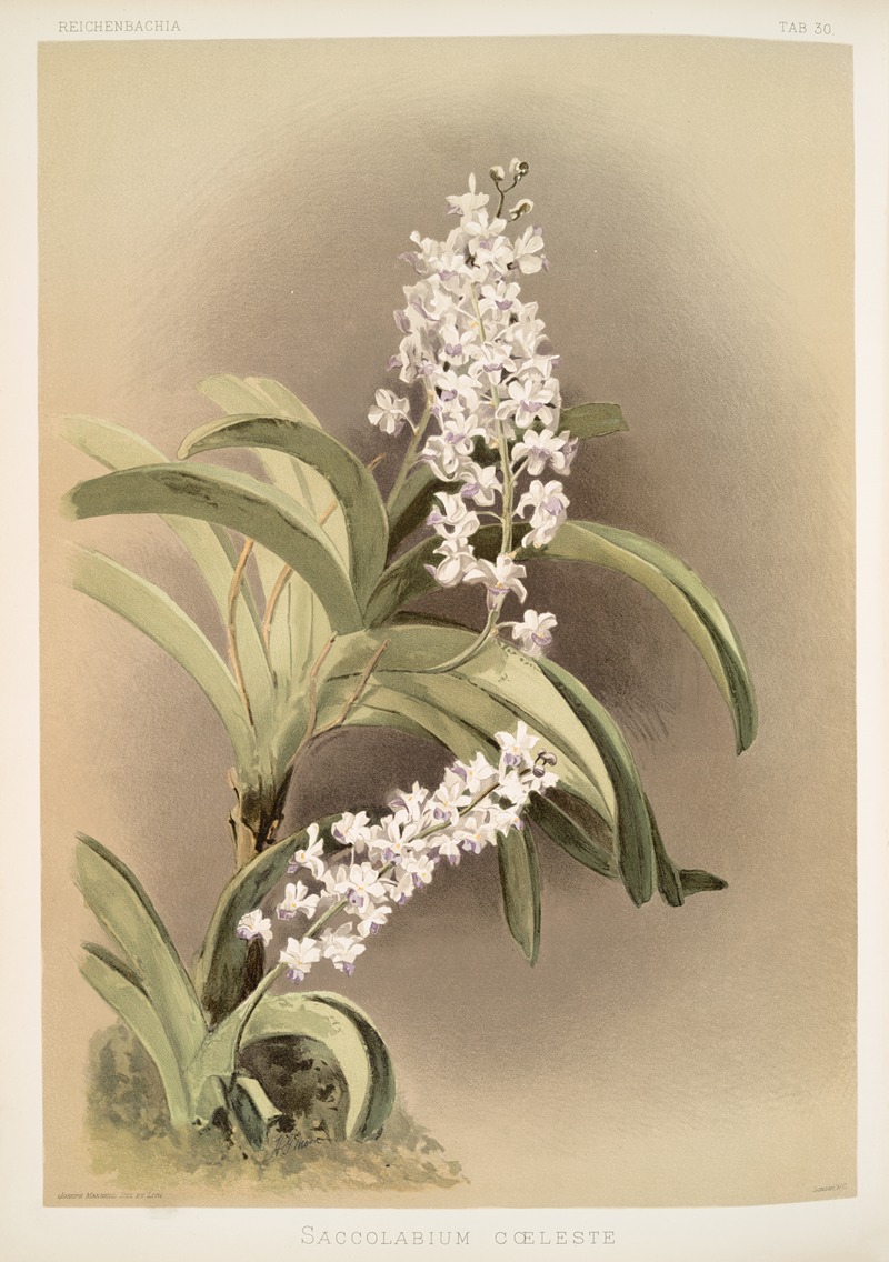Saccolabium cœleste. by Frederick Sander, 1888-1894 — digital art print download