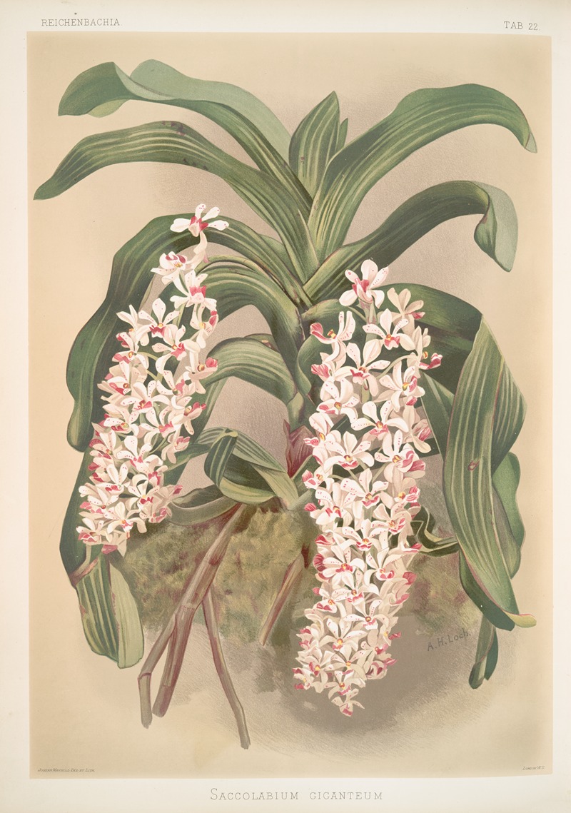 Saccolabium giganteum. by Frederick Sander, 1888-1894 — digital art print download