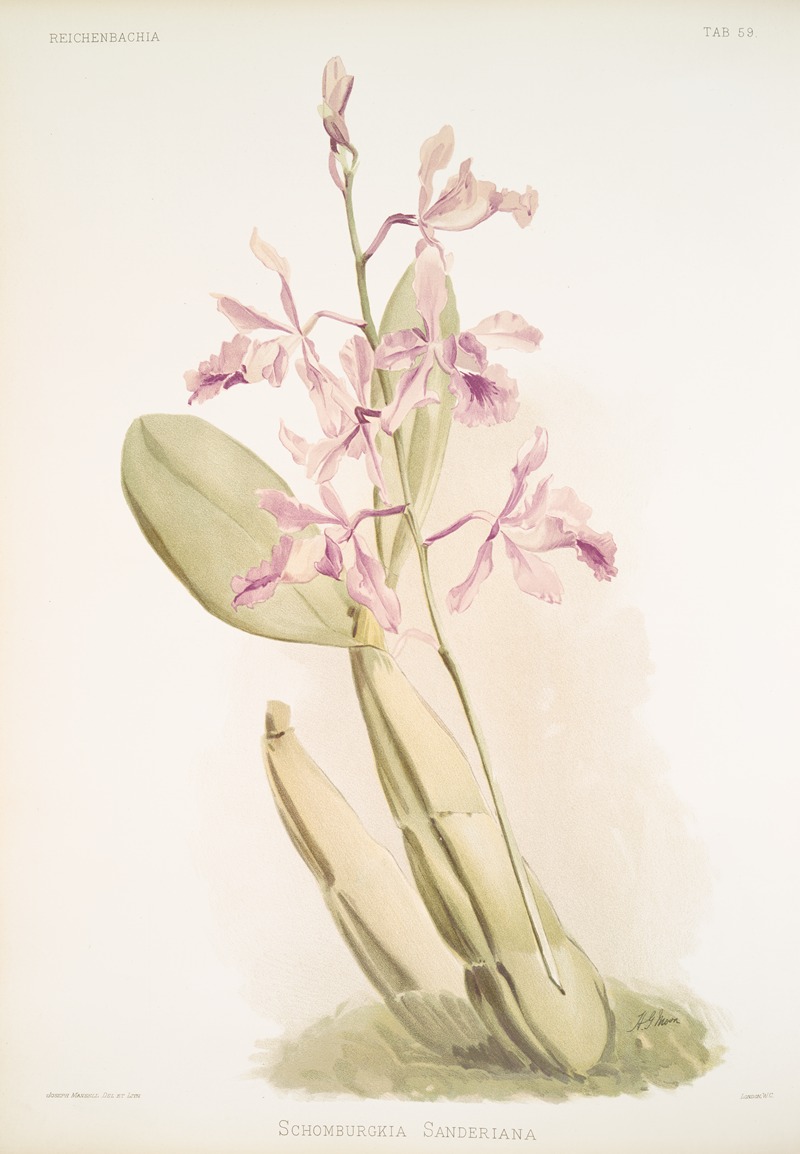 Schomburgkia sanderiana. by Frederick Sander, 1888-1894 — digital art print download