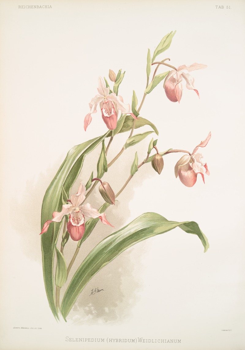 Selenipedium (hybridum) weidlichianum. — Frederick Sander