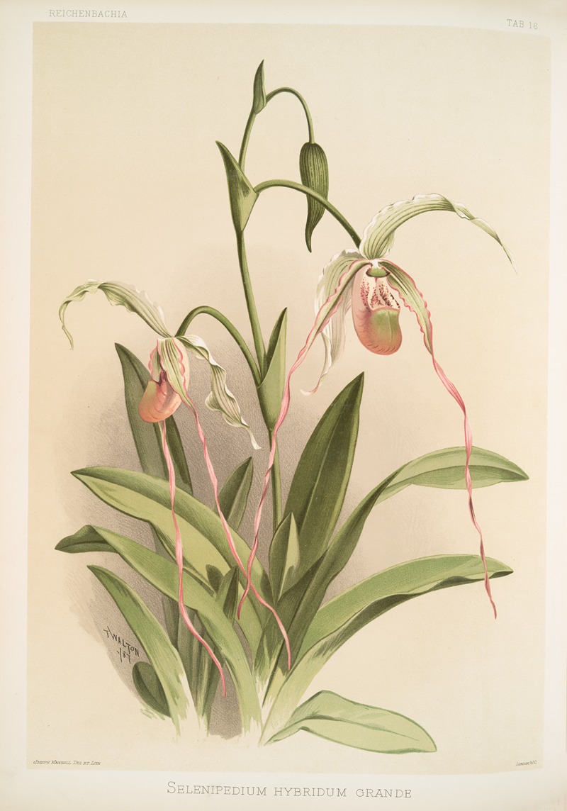 Selenipedium hybridum grande. — Frederick Sander