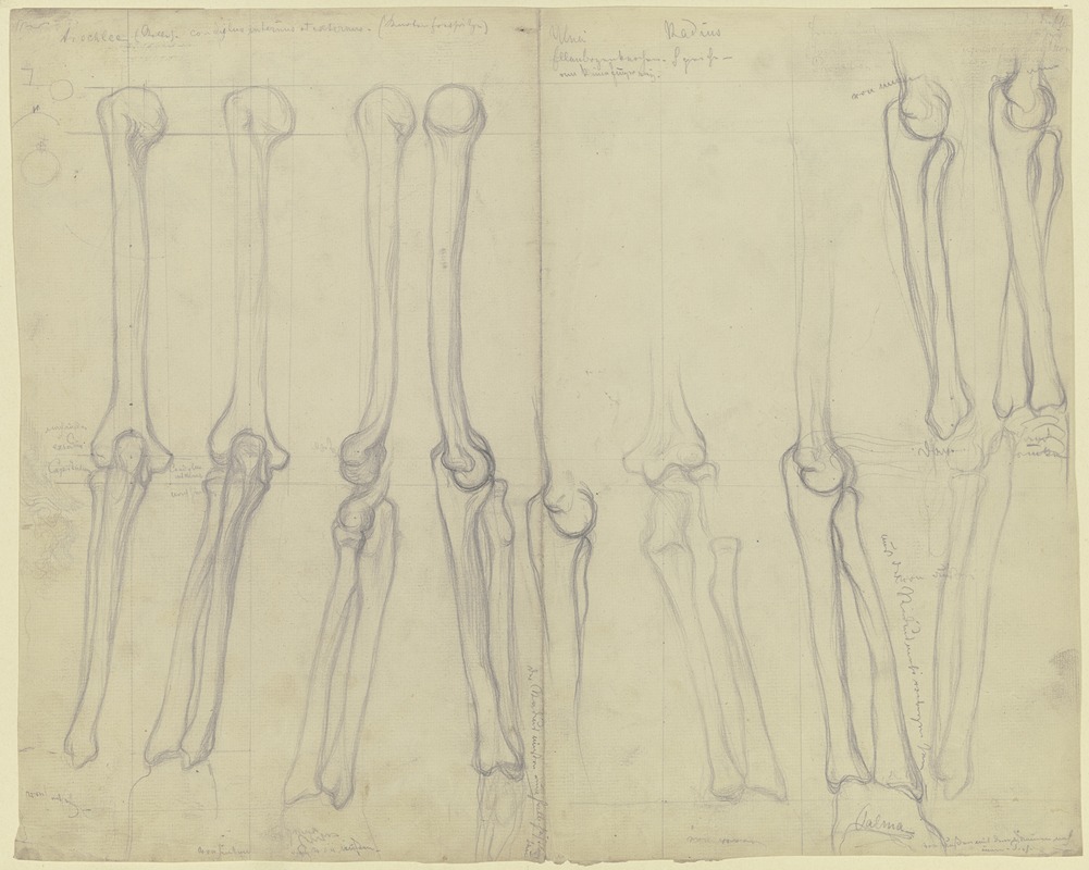 Studies of bones by Виктор Мюллер — digital art print download