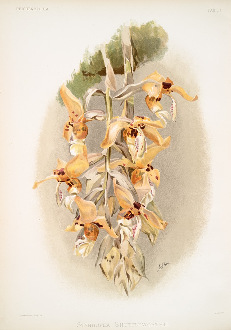Stanhopea shuttleworthii. by Frederick Sander, 1888-1894 — digital art print download