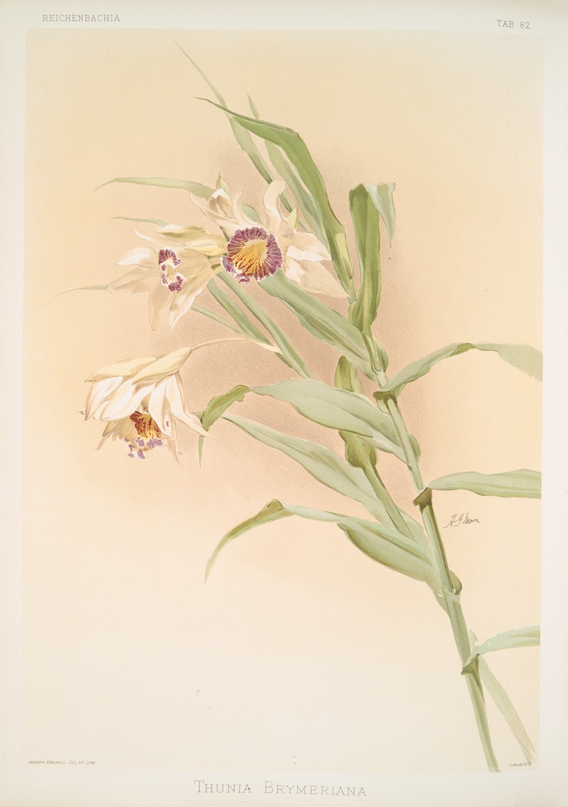 Thunia brymeriana. by Frederick Sander, 1888-1894 — digital art print download
