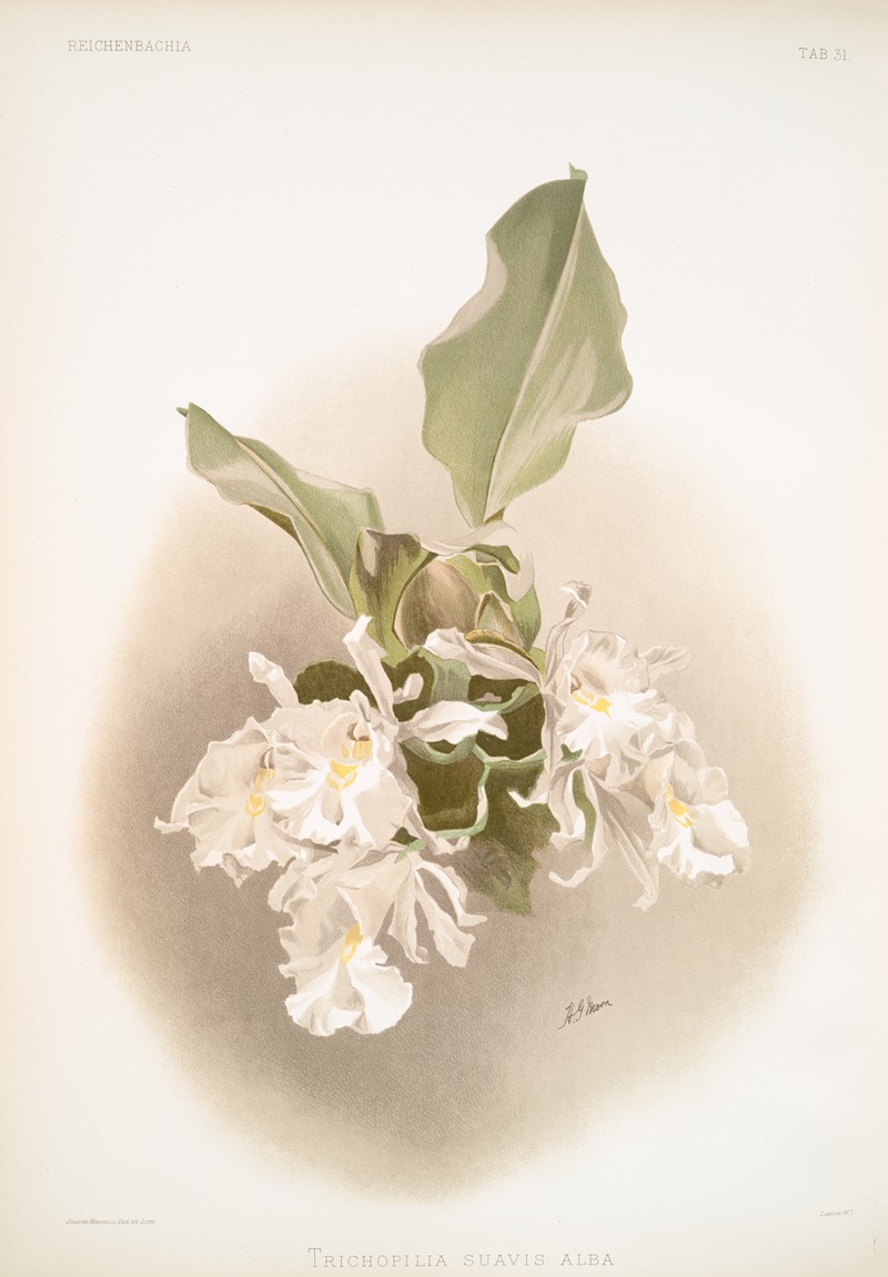 Trischopilia suavis alba. by Frederick Sander, 1888-1894 — digital art print download