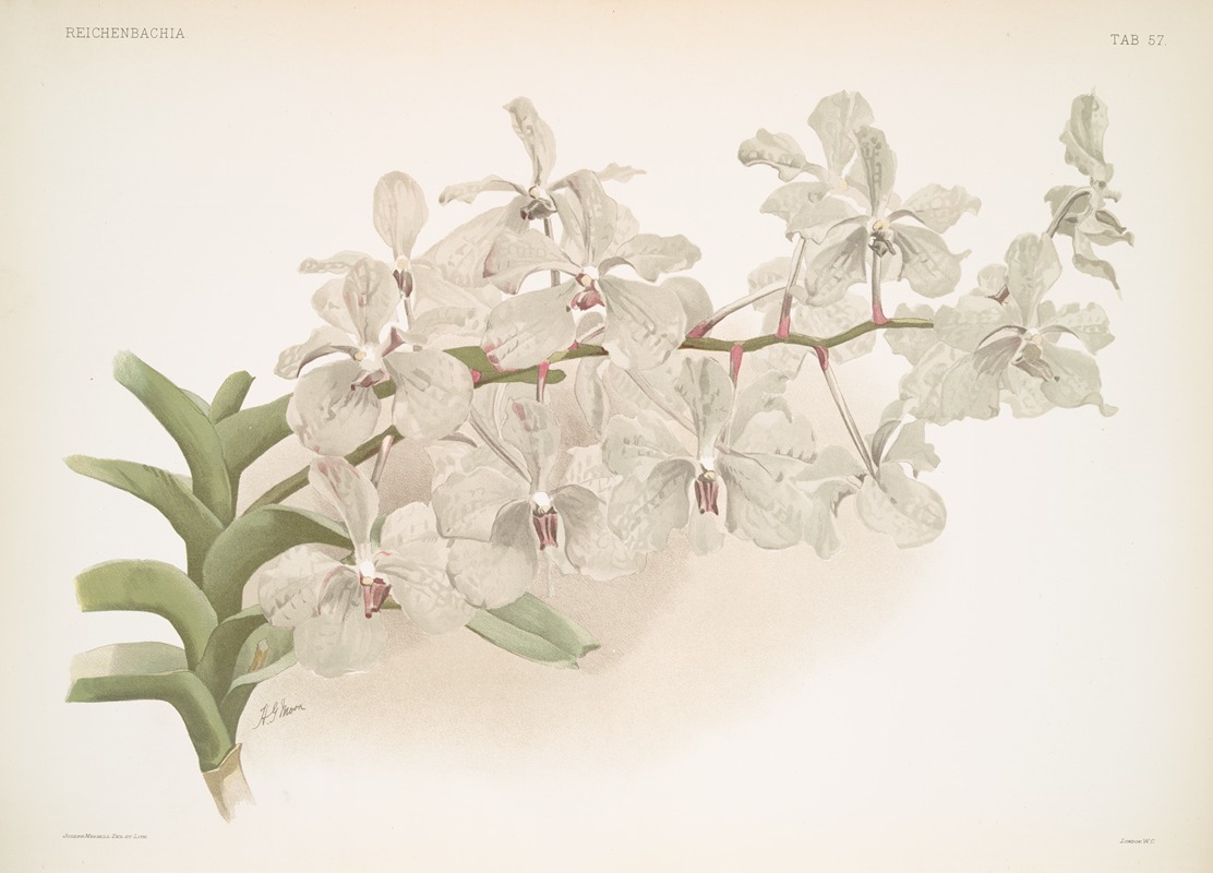 Vanda ccerulea. by Frederick Sander, 1888-1894 — digital art print download