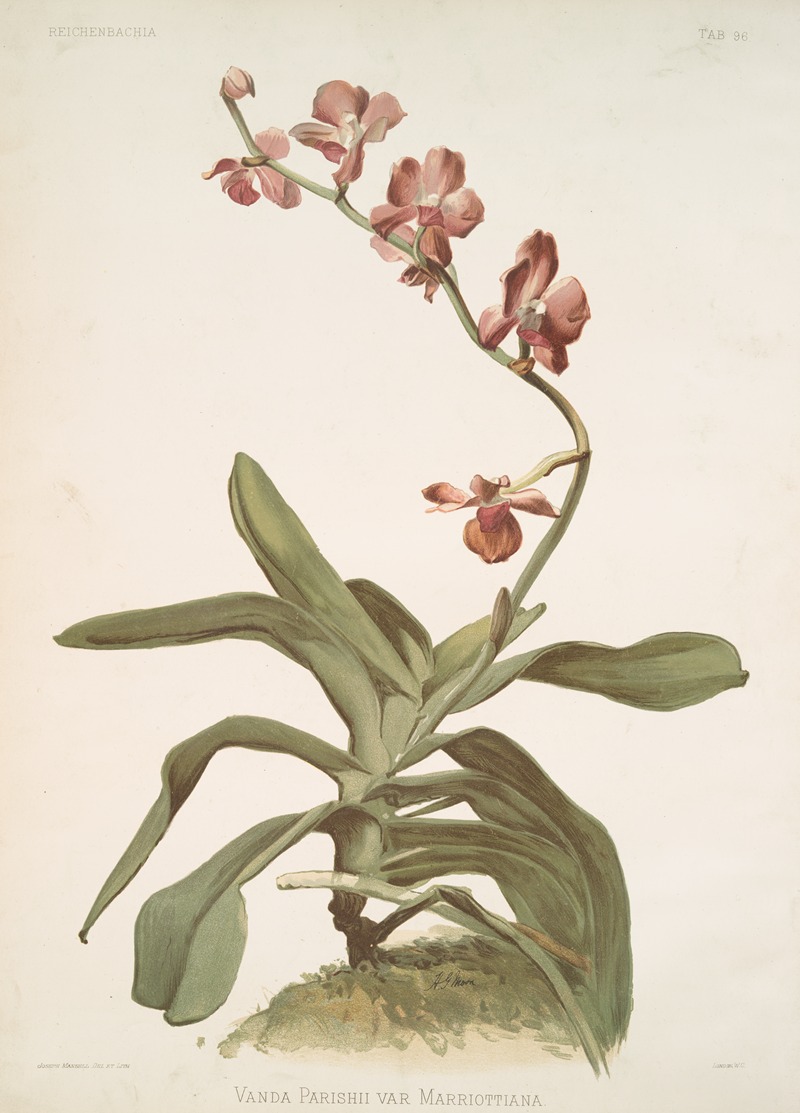 Vanda parishii var marriottiana. by Frederick Sander, 1888-1894 — digital art print download