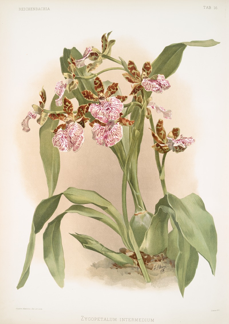 Zycopetalum intermedium. by Frederick Sander, 1888-1894 — digital art print download