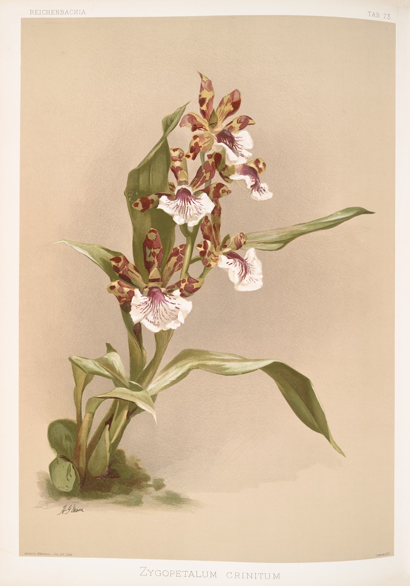 Zygopetalum crinitum. by Frederick Sander, 1888-1894 — digital art print download