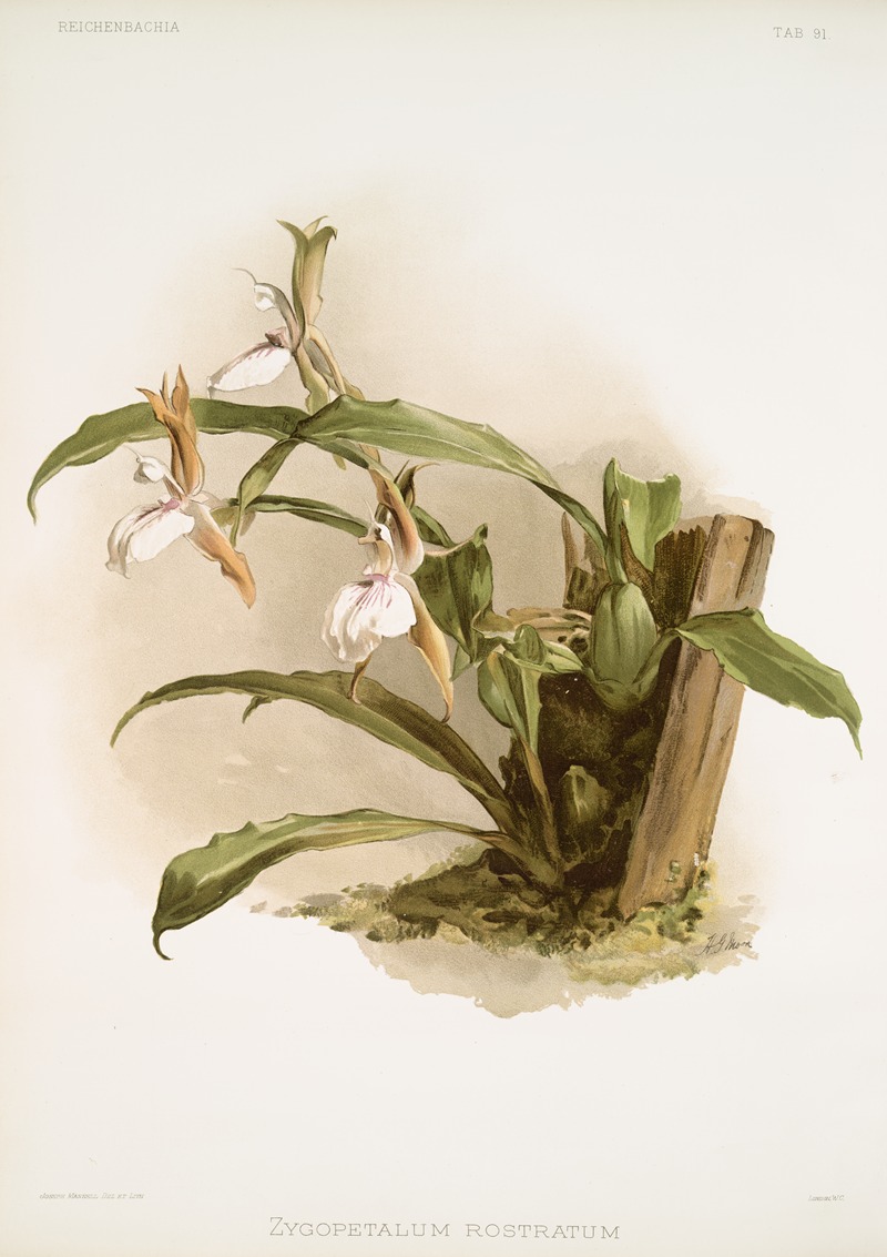 Zygopetalum rostratum. by Frederick Sander, 1888-1894 — digital art print download