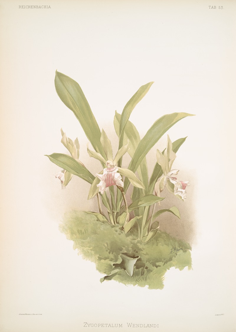 Zygopetalum wendlandi. — Frederick Sander