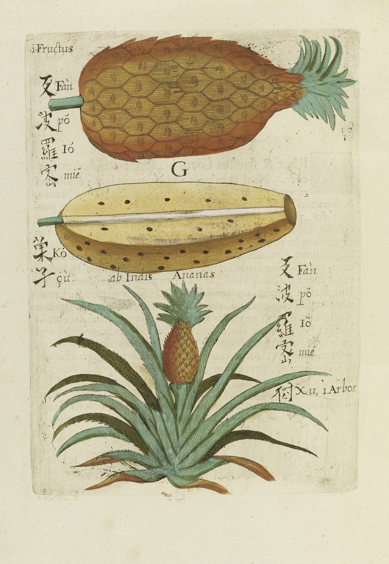 Seu Ananas Fructus by Michał Boym, 1656 — digital art print download
