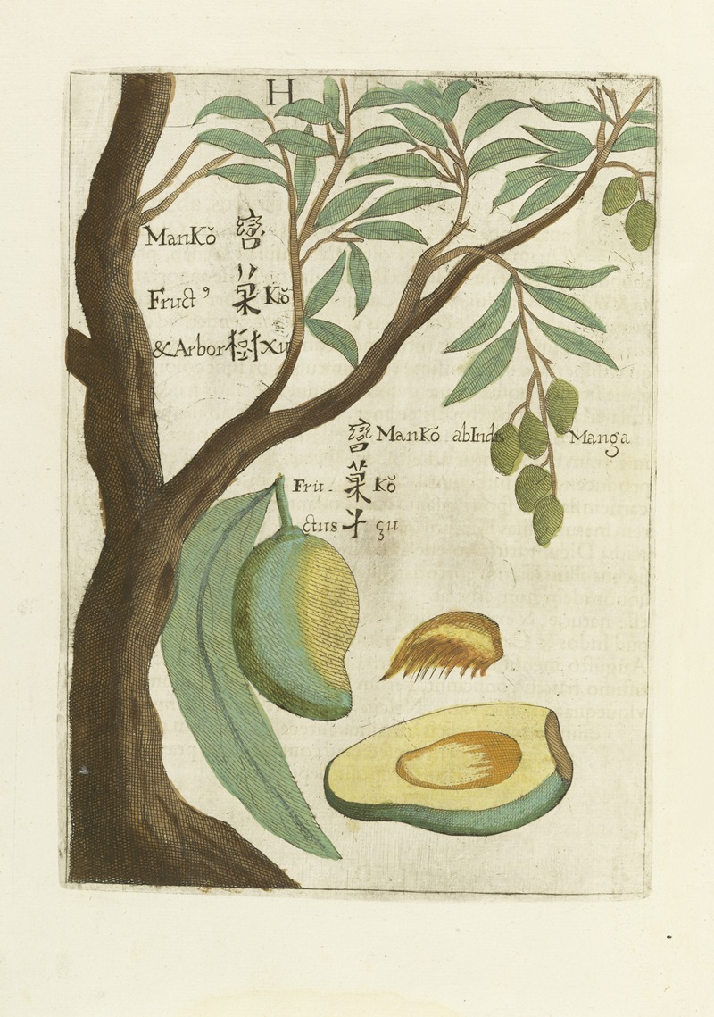 Seu Manga Fructus by Michał Boym, 1656 — digital art print download