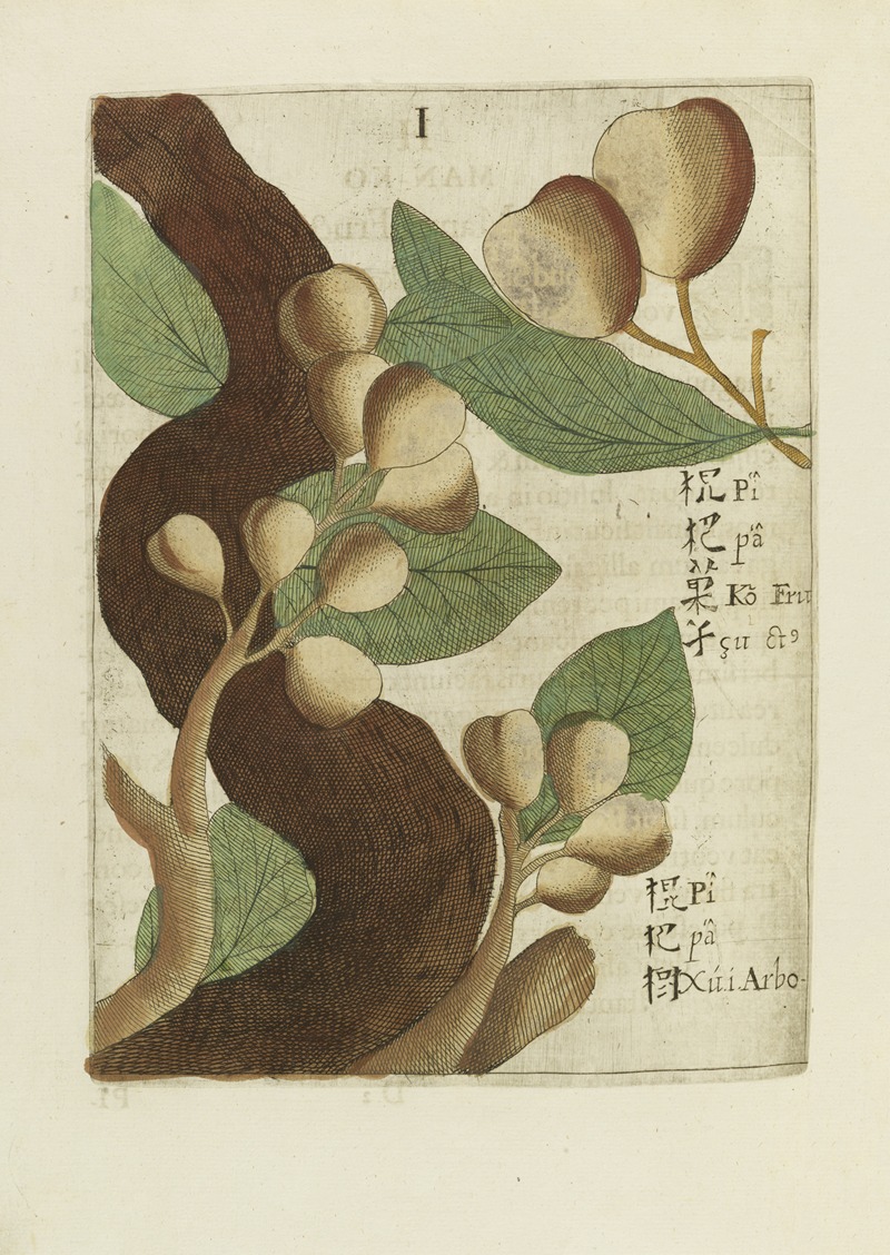 Fructus by Michał Boym, 1656 — digital art print download