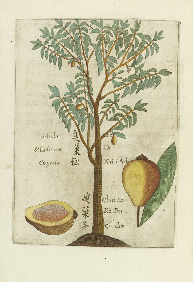 Seu Goyava Fructus by Michał Boym, 1656 — digital art print download
