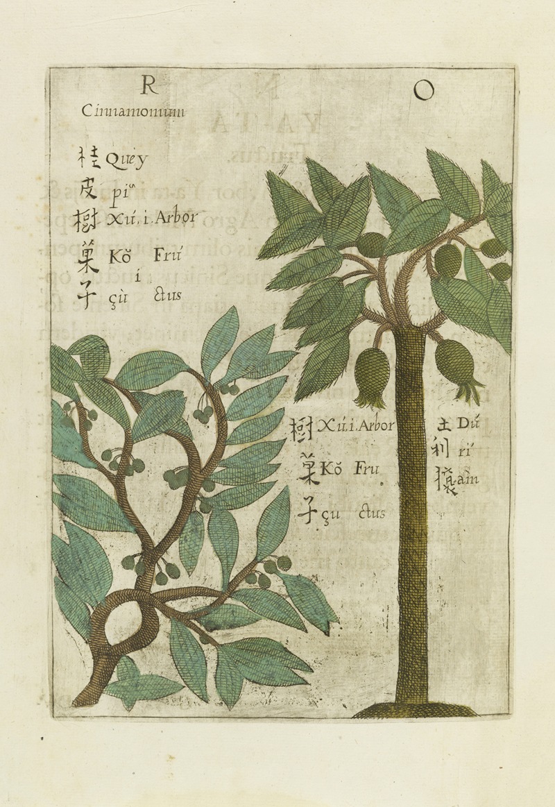 Fructus by Michał Boym, 1656 — digital art print download