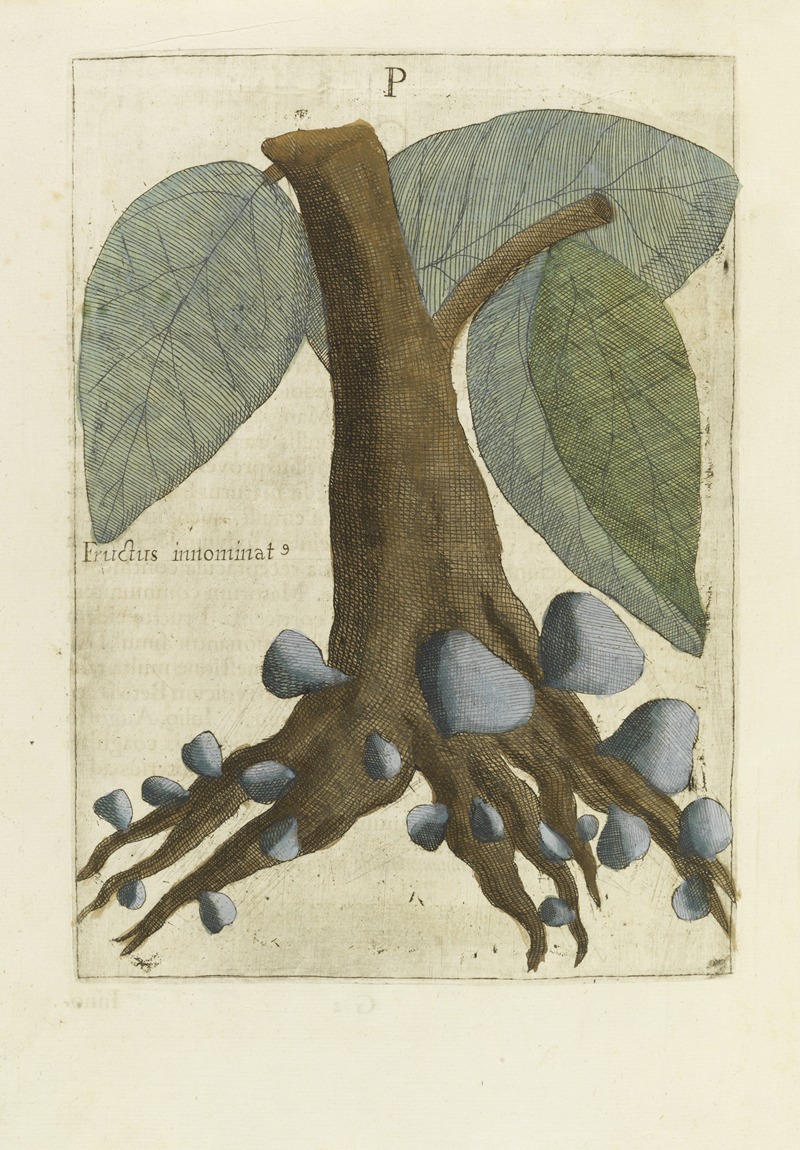 Innominatus Fructus by Michał Boym, 1656 — digital art print download