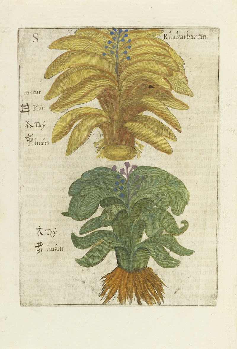 Rhabarbarum by Michał Boym, 1656 — digital art print download