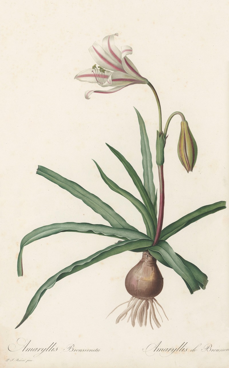 Amaryllis Broussonetii by Pierre-Joseph Redouté, 1802-1816 — digital art print download