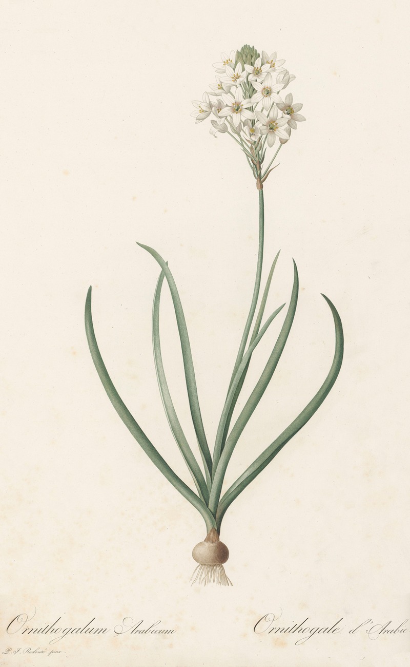 Ornithogalum arabicum by Pierre-Joseph Redouté, 1802-1816 — digital art print download