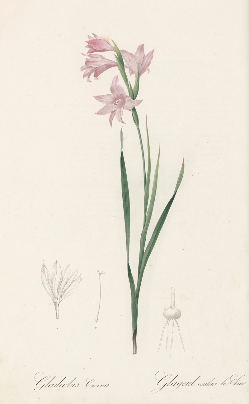 Gladiolus carneus by Pierre-Joseph Redouté, 1802-1816 — digital art print download
