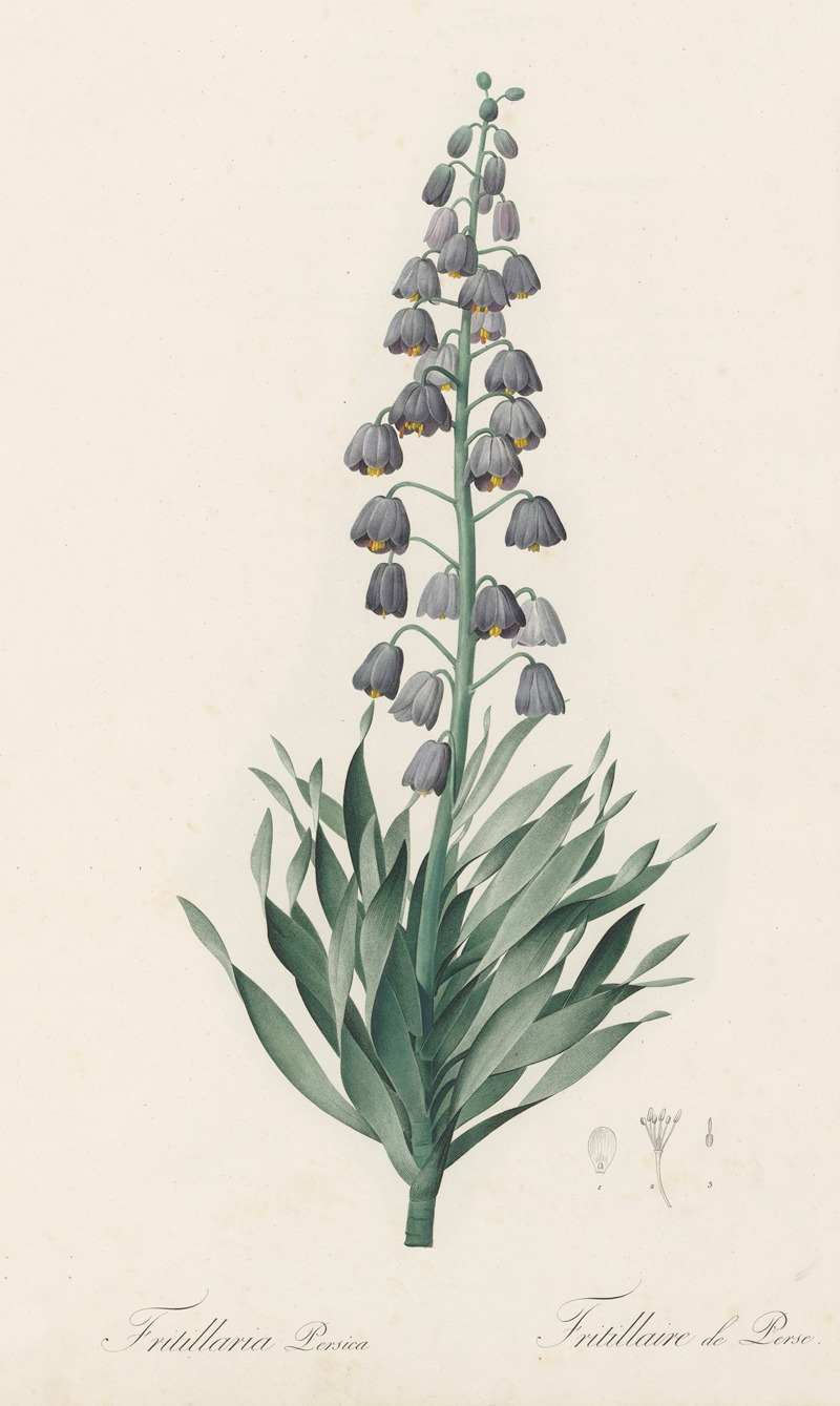 Fritillaria persica by Pierre-Joseph Redouté, 1802-1816 — digital art print download