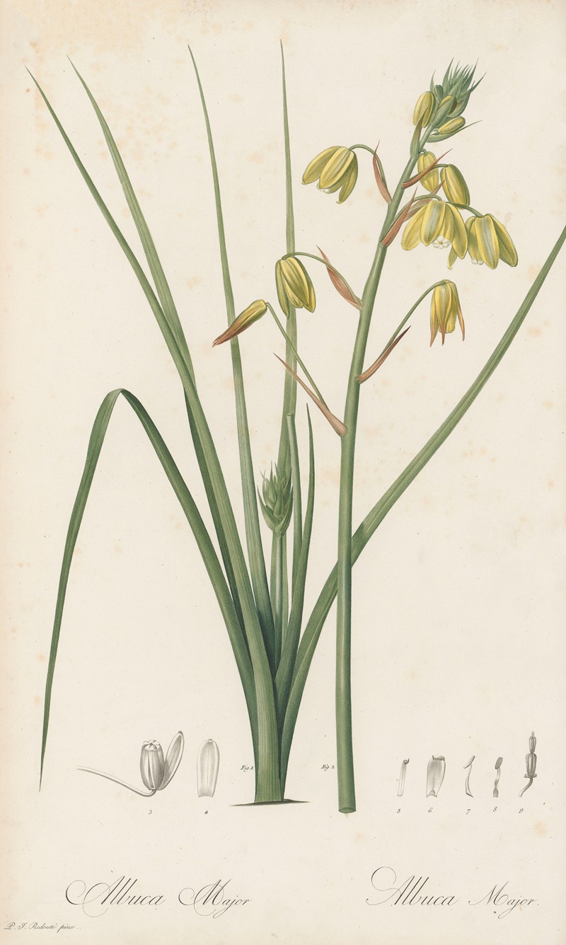 Albuca major by Pierre-Joseph Redouté, 1802-1816 — digital art print download