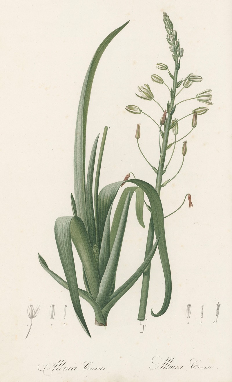 Albuca cornuta by Pierre-Joseph Redouté, 1802-1816 — digital art print download