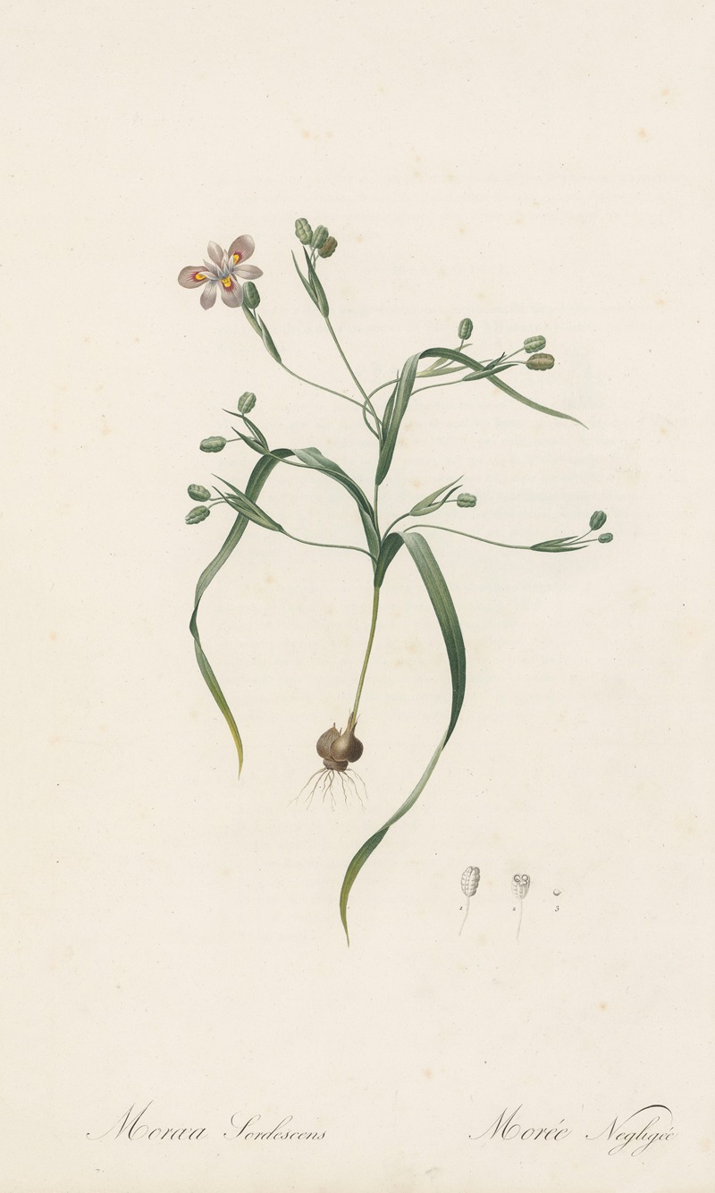 Moraea sordescens by Pierre-Joseph Redouté, 1802-1816 — digital art print download