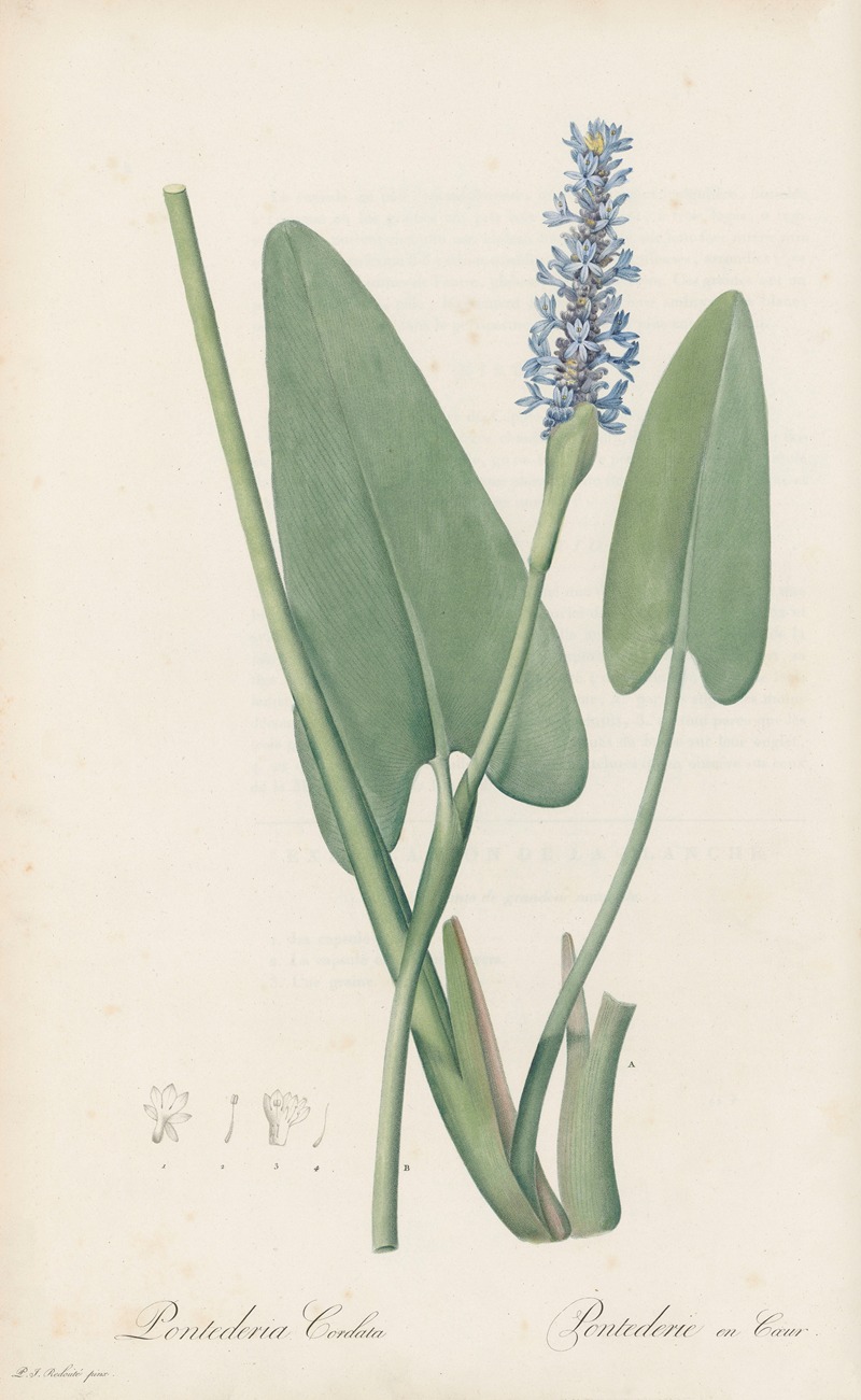 Pontederia cordata by Pierre-Joseph Redouté, 1802-1816 — digital art print download