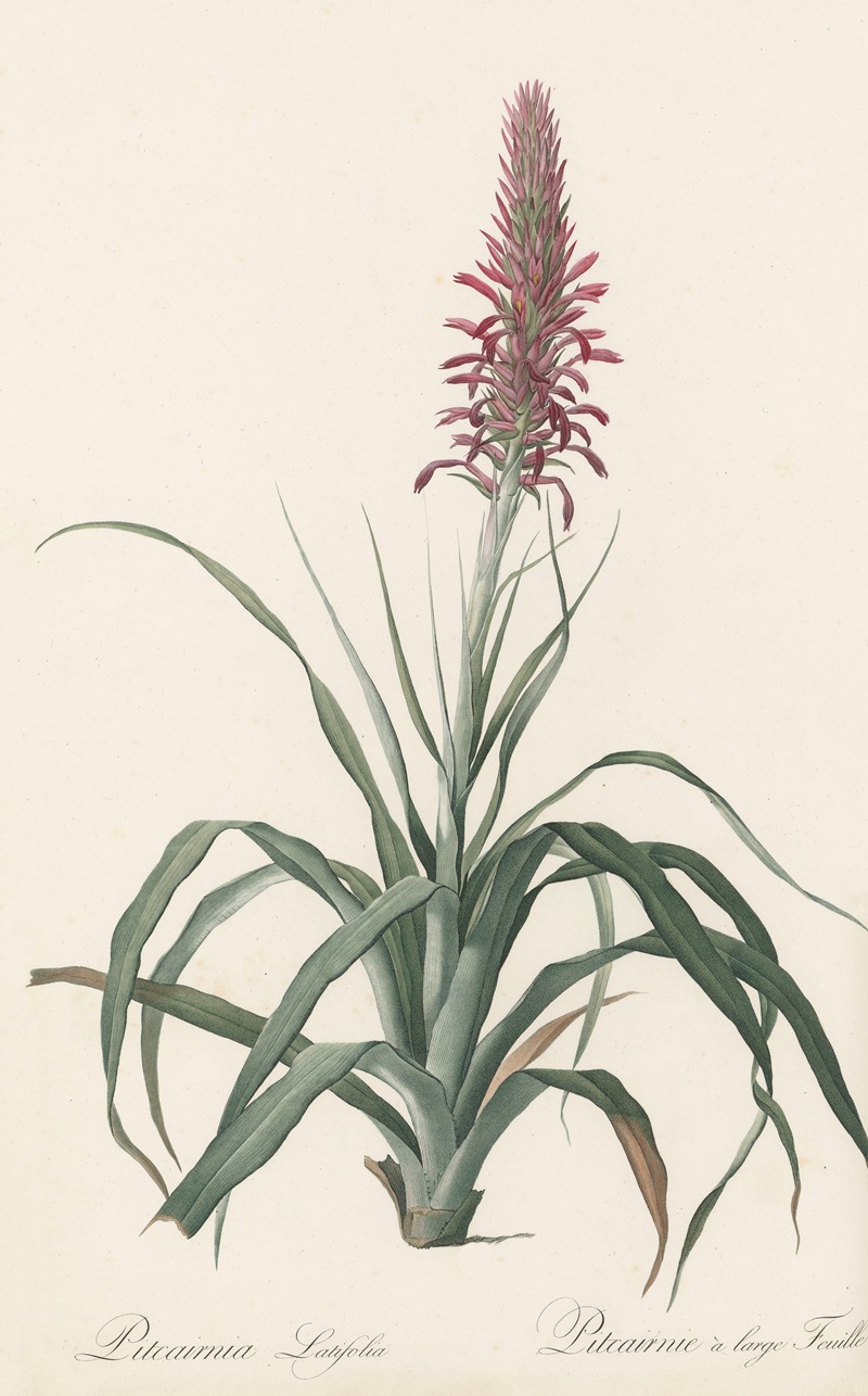 Pitcairnia latifolia by Pierre-Joseph Redouté, 1802-1816 — digital art print download