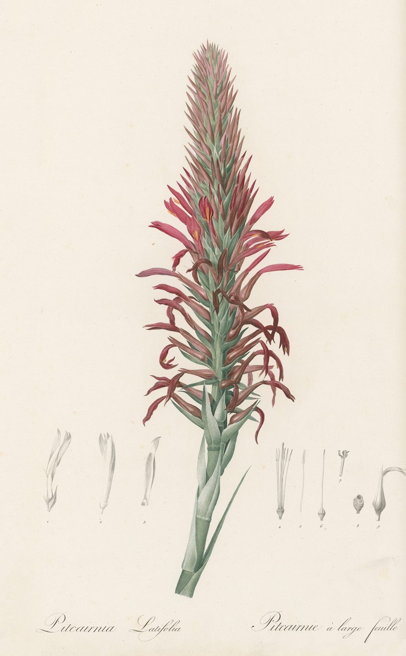 Pitcairnia latifolia by Pierre-Joseph Redouté, 1802-1816 — digital art print download