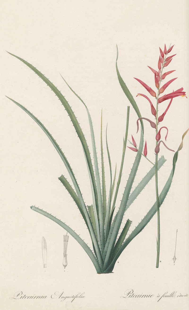 Pitcairnia angustifolia by Pierre-Joseph Redouté, 1802-1816 — digital art print download
