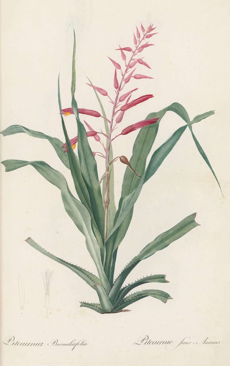 Pitcairnia bromeliaefolia by Pierre-Joseph Redouté, 1802-1816 — digital art print download