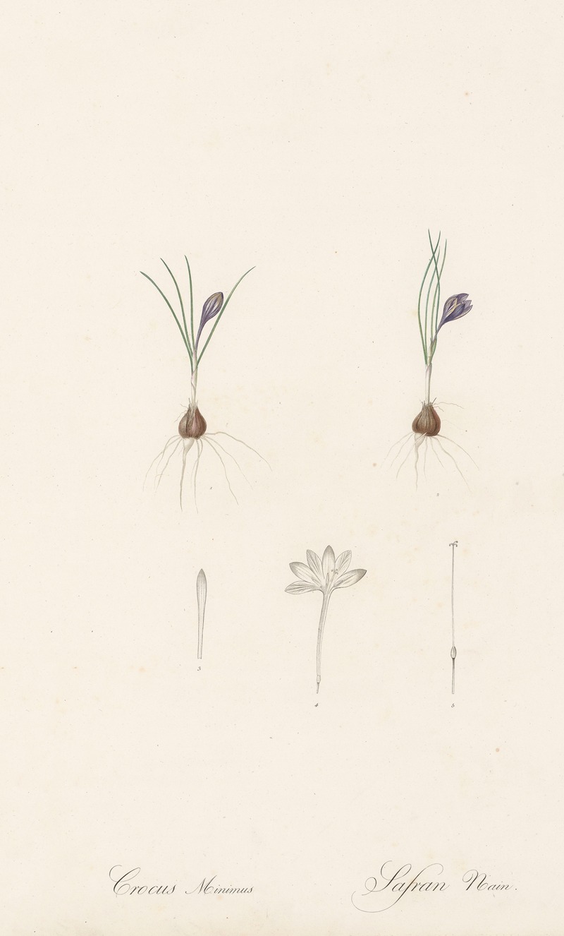 Crocus minimus by Pierre-Joseph Redouté, 1802-1816 — digital art print download